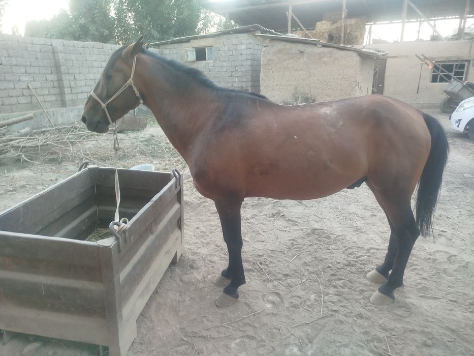 Ot sotiladi ulogi bor