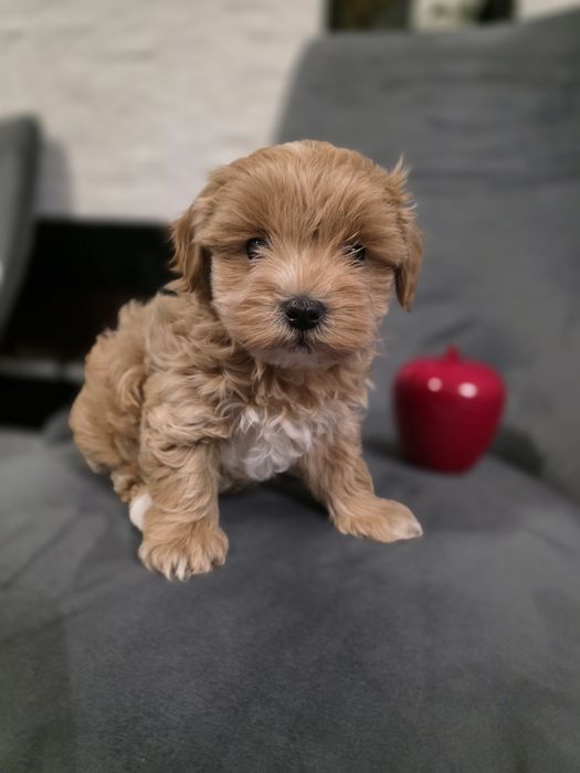 Maltipoo baietel mini toy