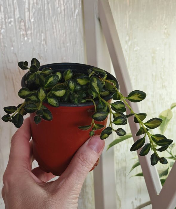 Нематантус вариегатный. Nеmаtаnthus grеgаrіus Dіblеуs Gold