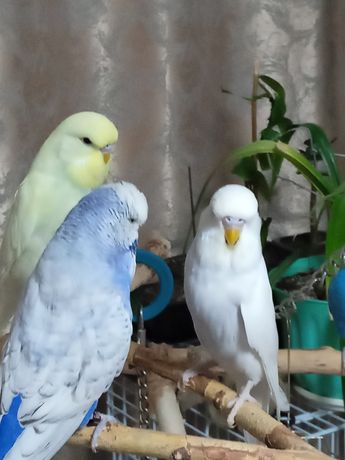 Продам выставочных волнистых попугаев