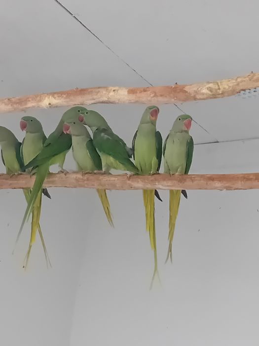 Marele Alexandru blânzi