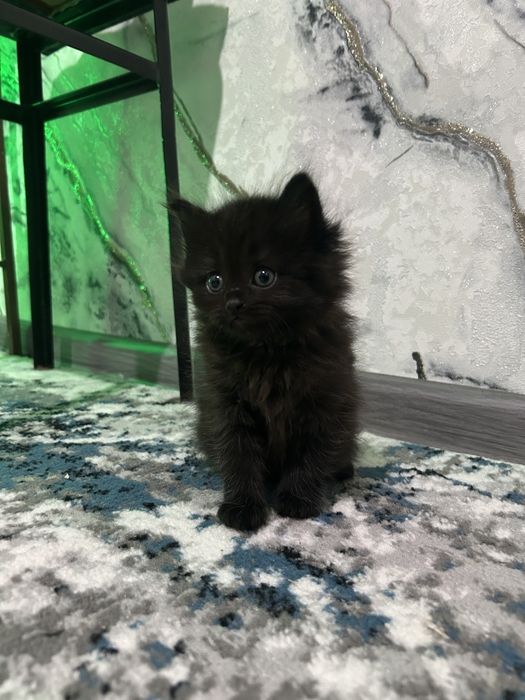 Пародний Чиройли пушистий киз мушукча сотилади