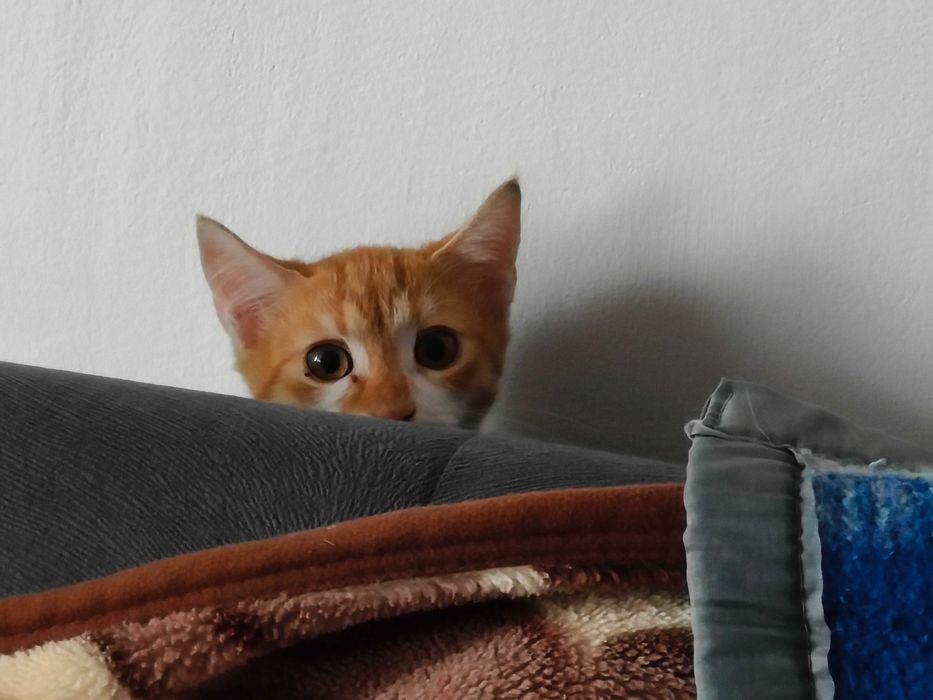 Pisici torcacioase spre adoptie