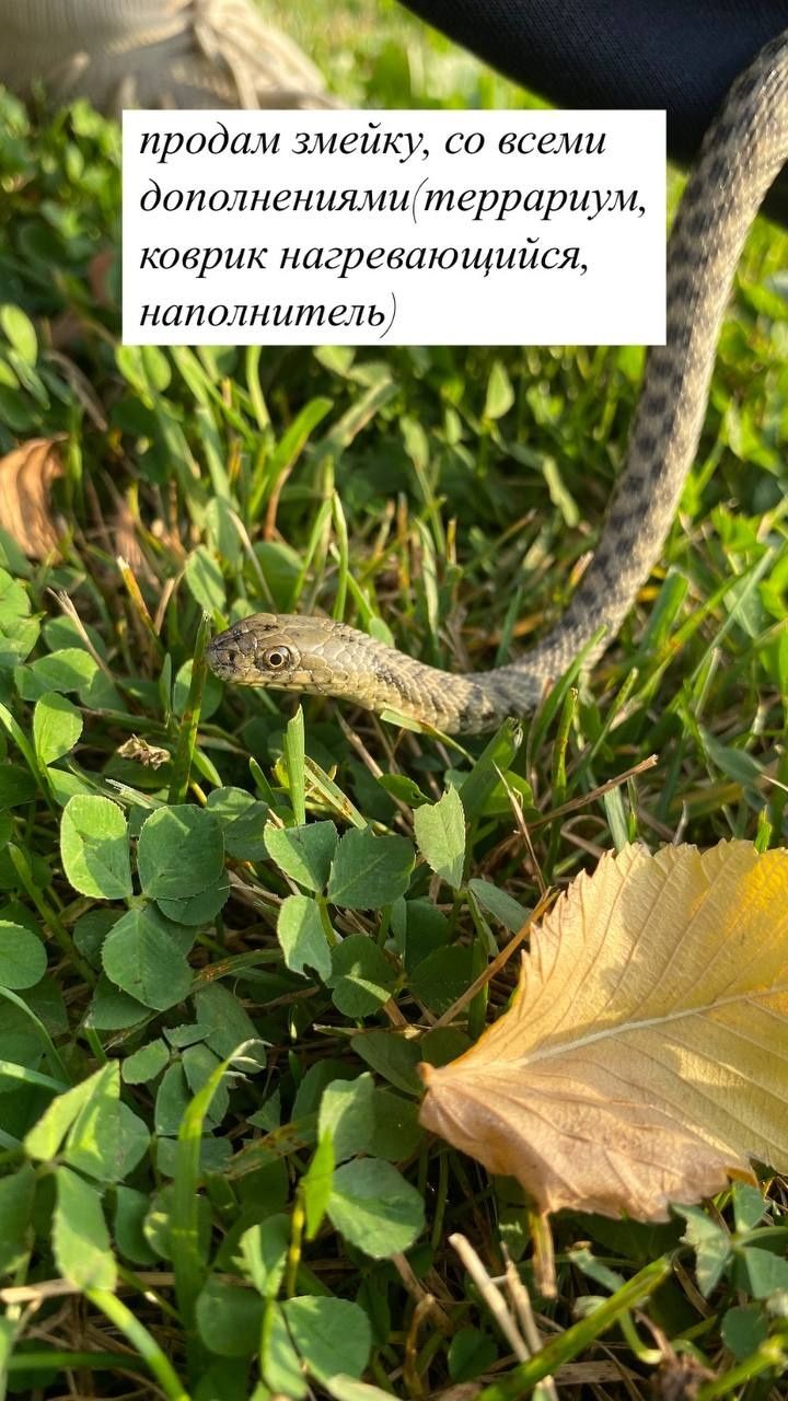 Продам ручную змею Уж
