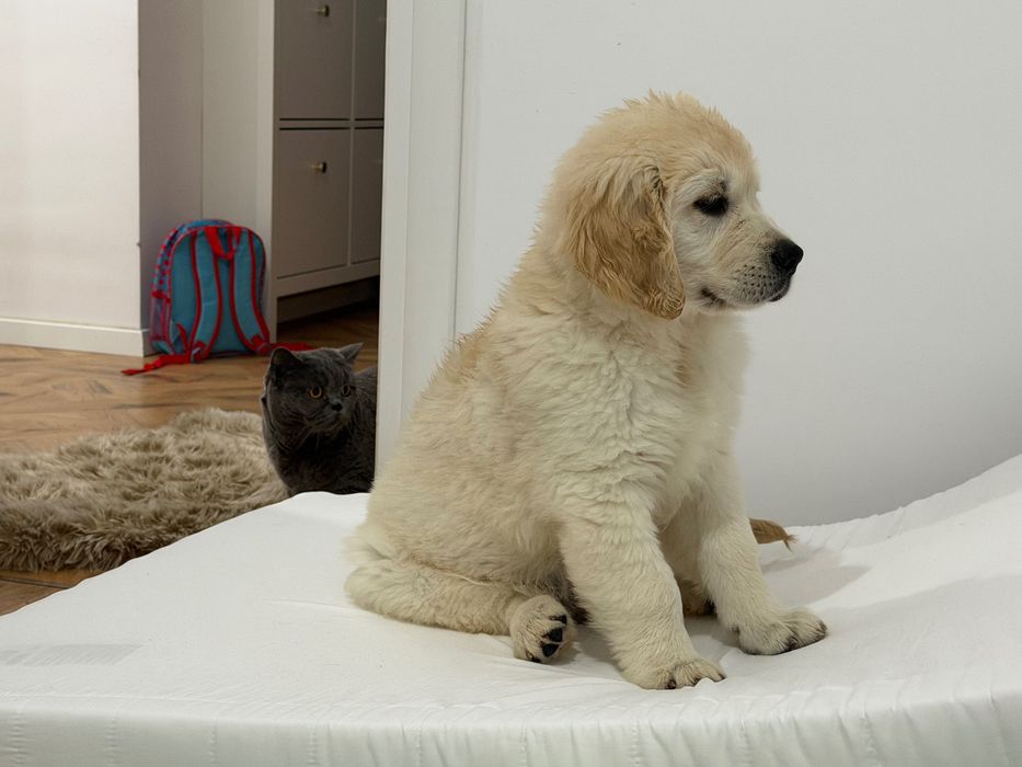 Golden Retriever mascul cu Pedigree