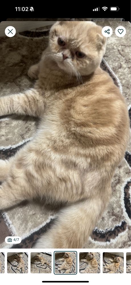 Срочно продается кот Скоттиш фоллд