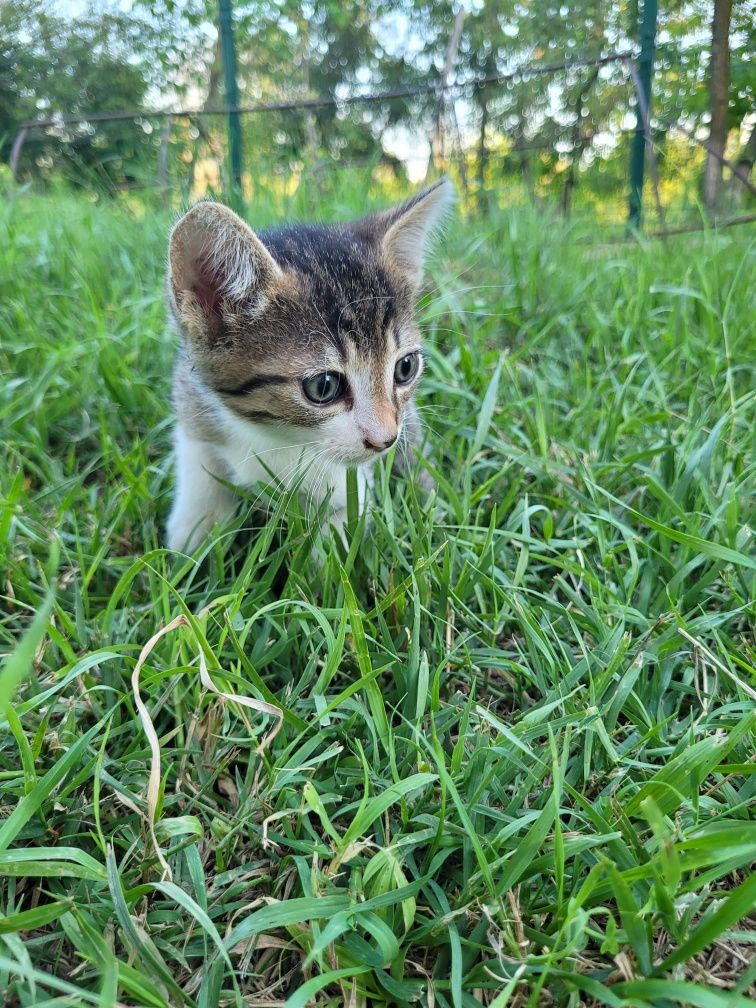 Pisicute spre adoptie
