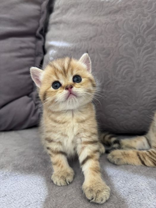 Котята скоттиш страйт