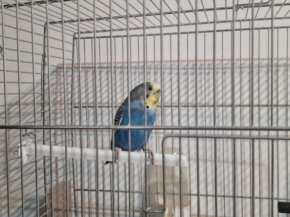 Papagal Perus Colivie