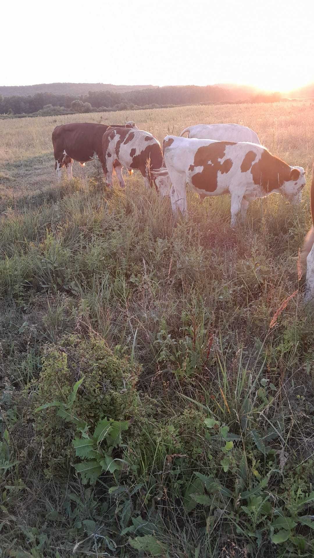 Vitei de rasa Baltata Romaneasca