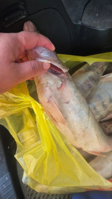 Атырауский свежий судак бар.