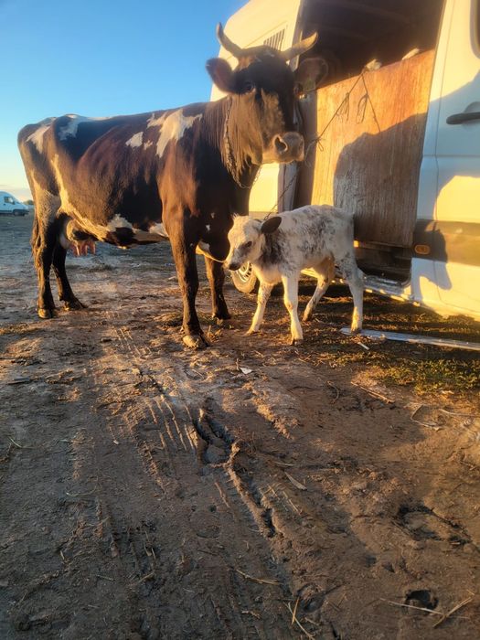 Vaca bună de lapte a treia fătare si vitel de vanzare