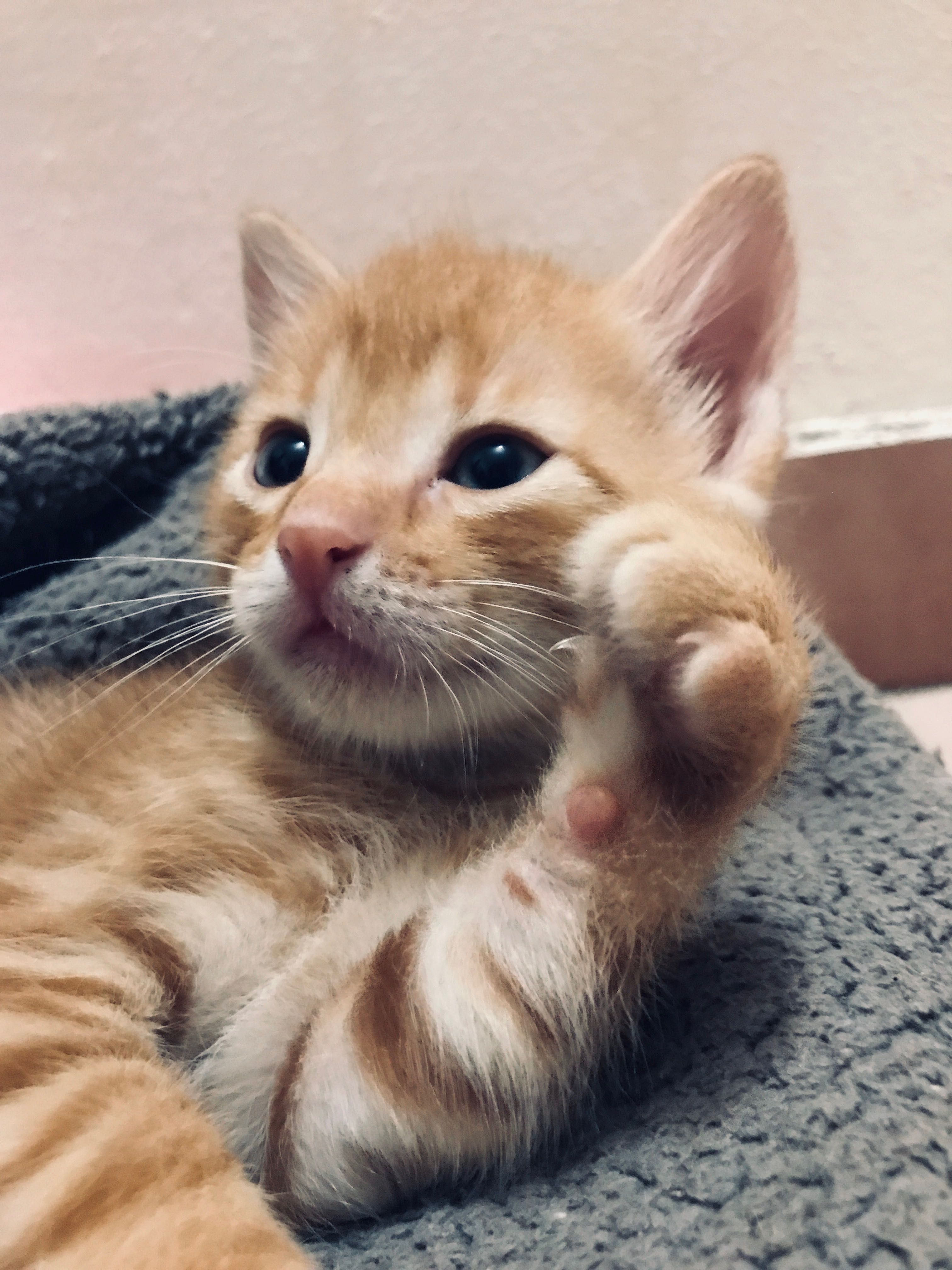 Подарявам котенца