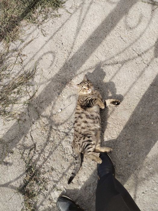 Котята хорошим людям