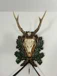 Trofee căprior masive