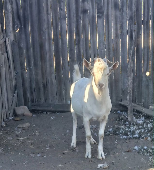Vand Țap de 8 Luni.