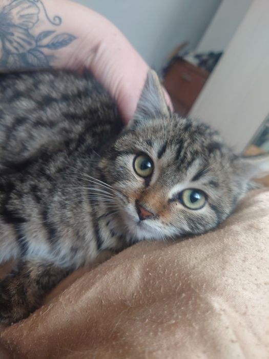 Срочно в добрые руки