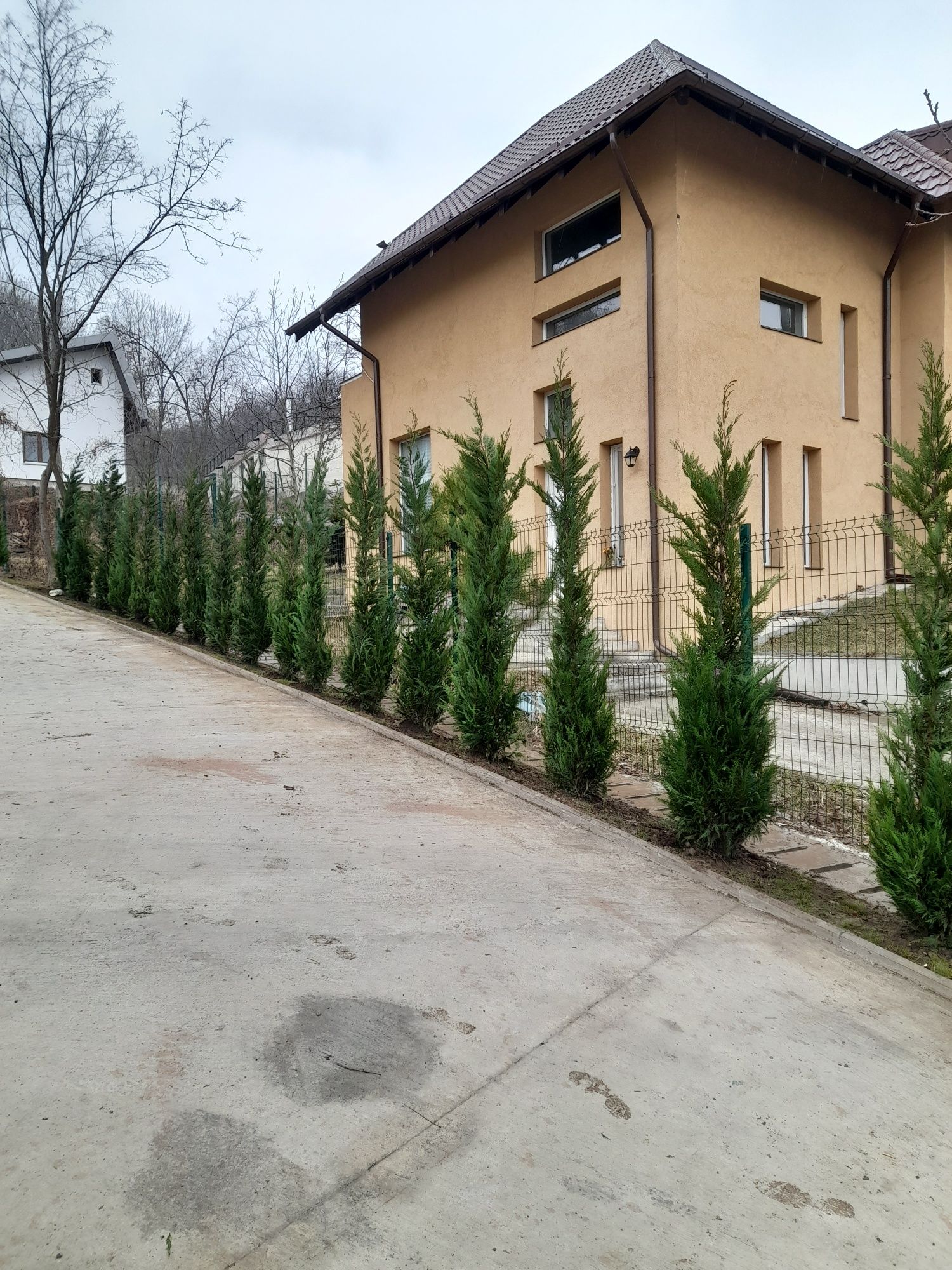 Mesteacăn tei leylandii smaragd gazon rulou piatra naturala de munte