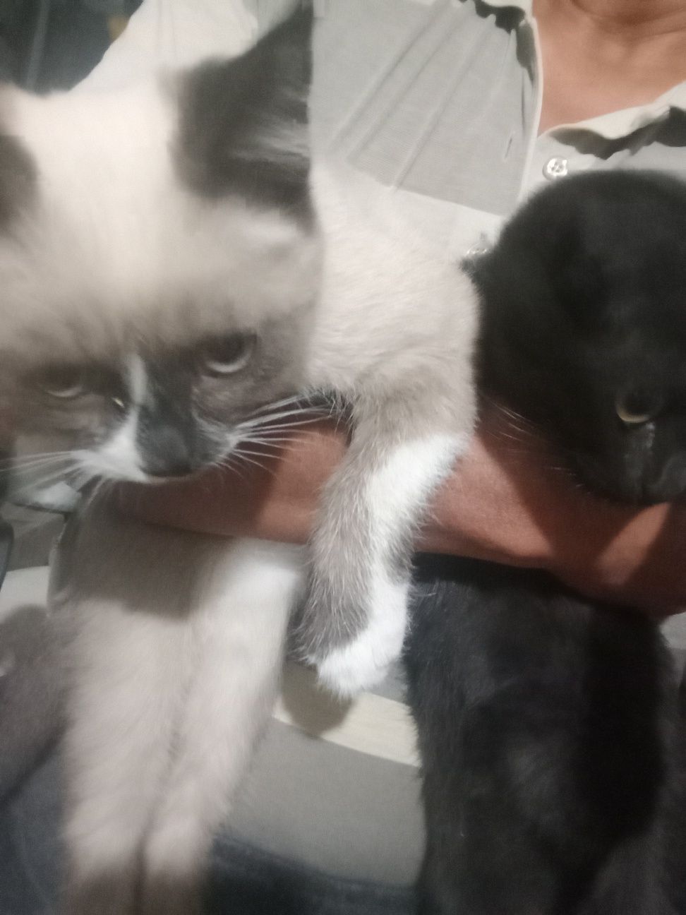 Котята балдежные