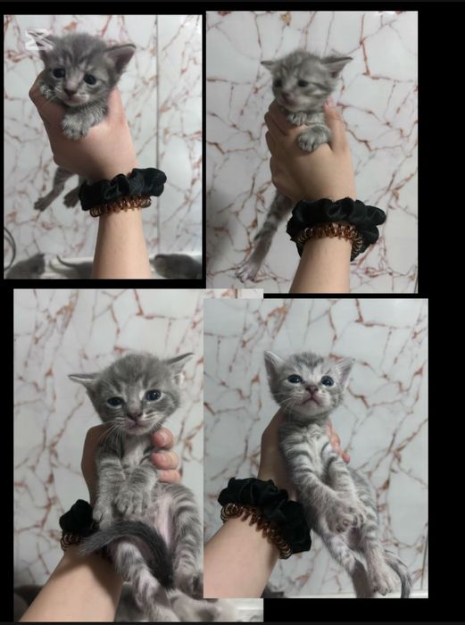 Отдам котят в хорошие руки