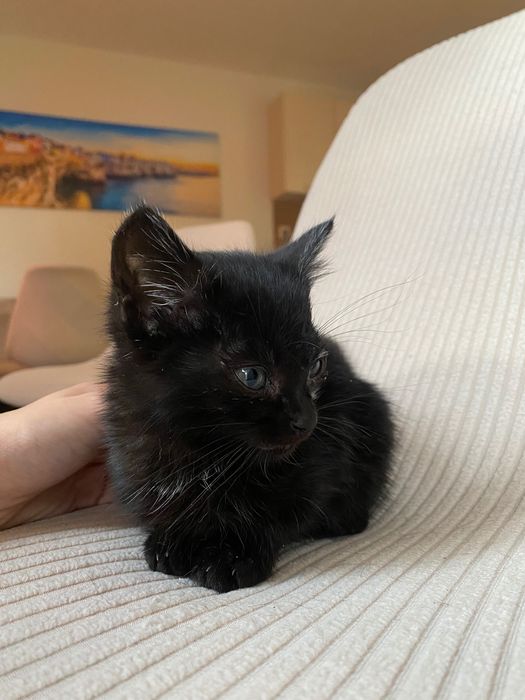 Котенце момче 3 седмици