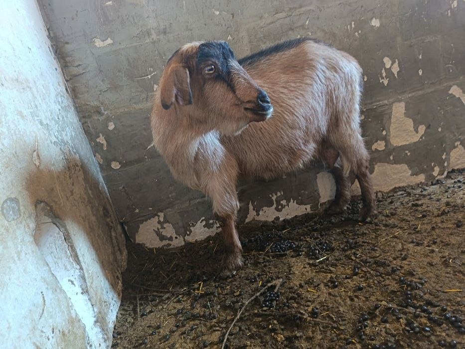 Эчки сотилади...