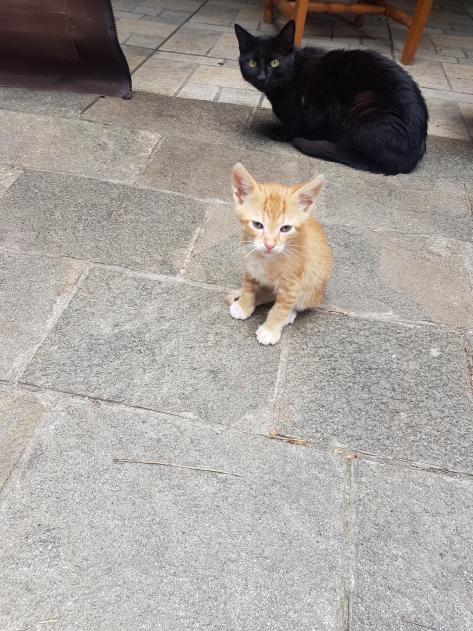 Подаряват се малки котенца