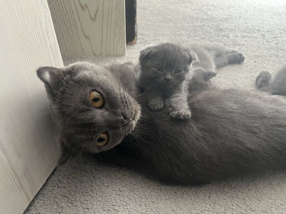 Котенок девочки и мальчик