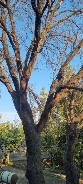 O'rik o'tin sotiladi