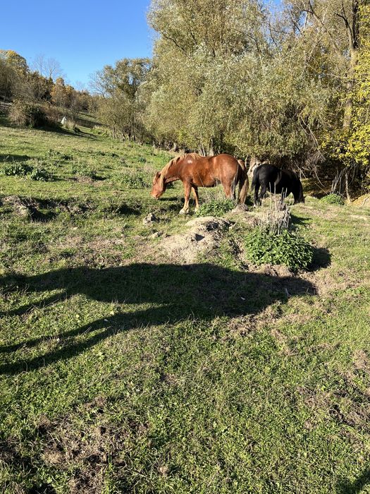 Vând mânză 2 ani și 10 luni
