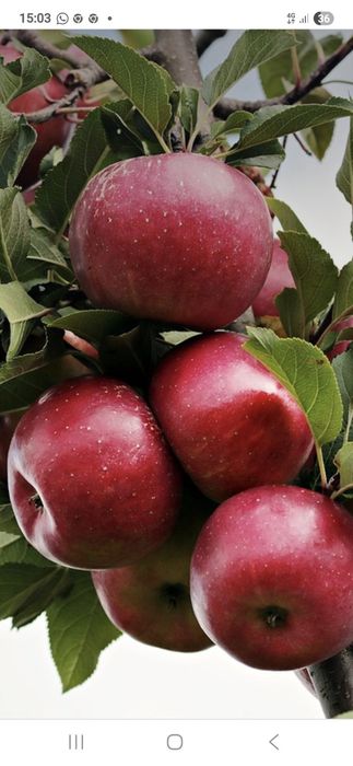 Mere Bio.Castane.Aronia.Suc aronia.Lemn foc.Aluni.Nuci.Ciresi.Tei.Soc.