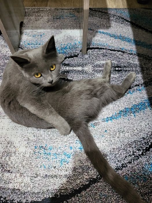 Отдам кошку в частный дом