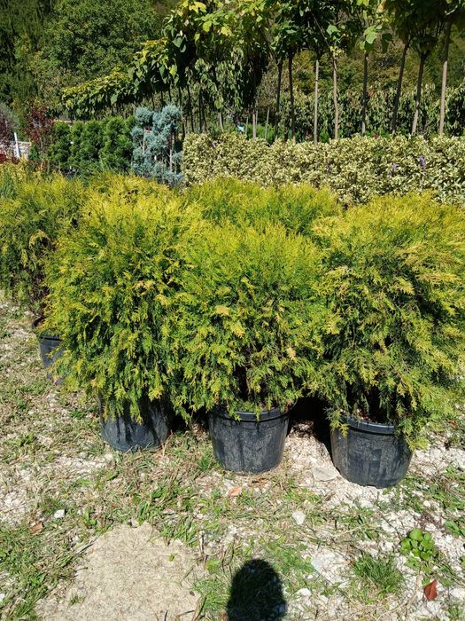 Plante ornamentale