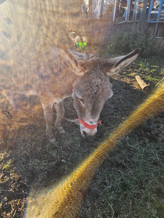 2 magarite 2000 lei amandoua