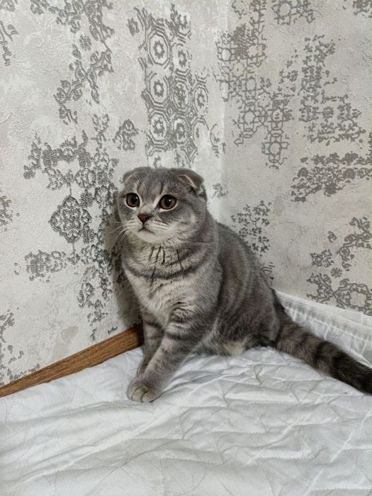 Scotish fold ugil bola