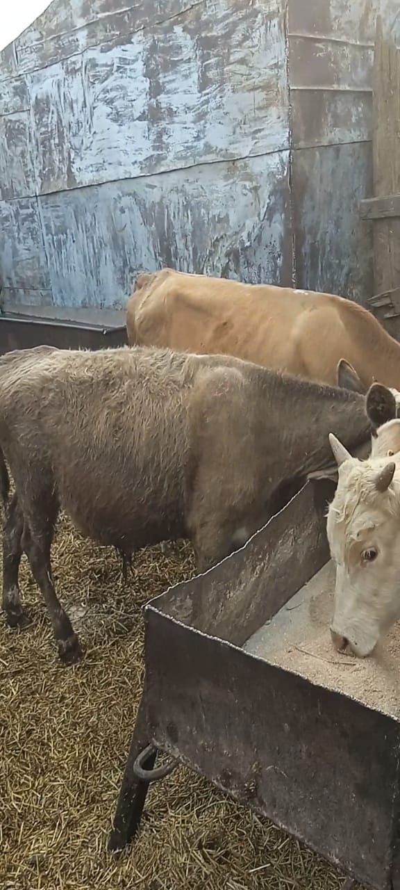 Продам быков 16 голов