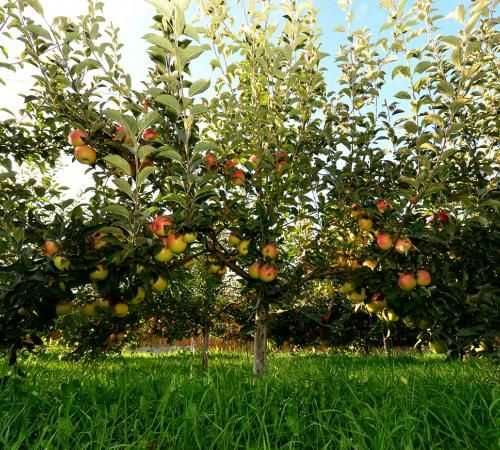 Ciresi, Arbusti, Prun top taste, top hit, diverse soiuri calitate 1