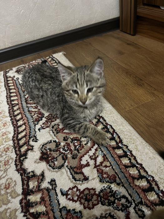 Mushuk bepulga beriladi