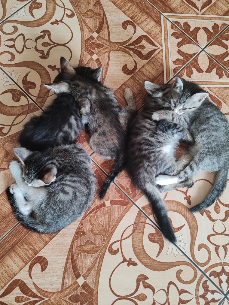 Котята бесплатно в добрые руки