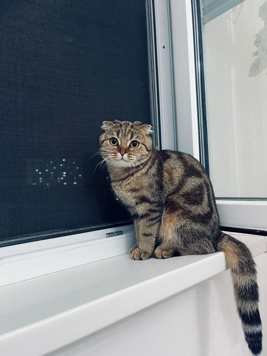 Нужен опытный кот на вязку, у нас кошка