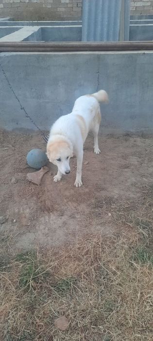 Diqqat eksklyuzif super elon