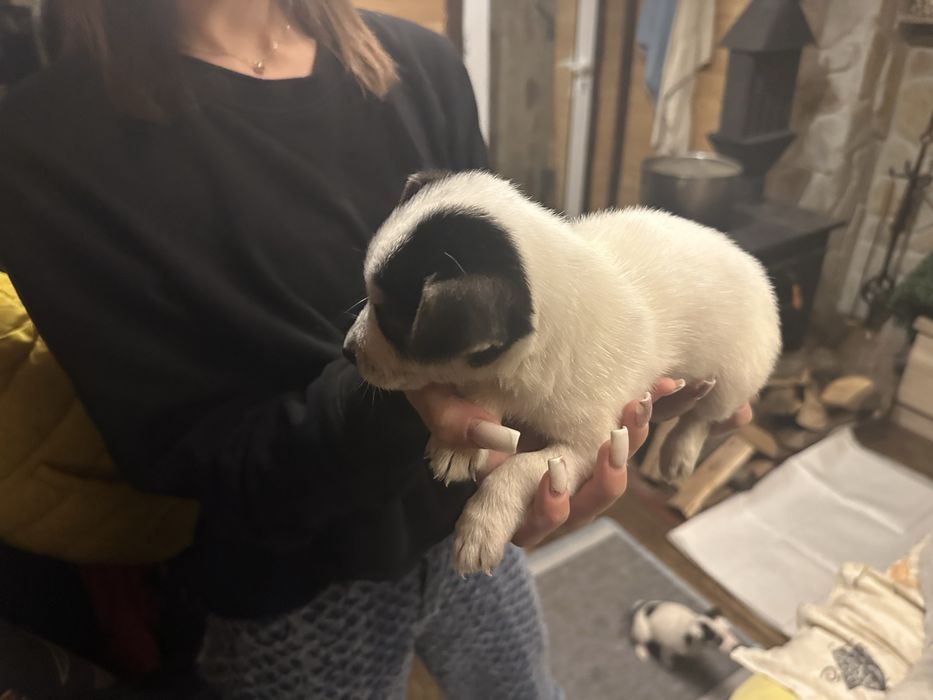 Продавам кученца Джак Ръсел