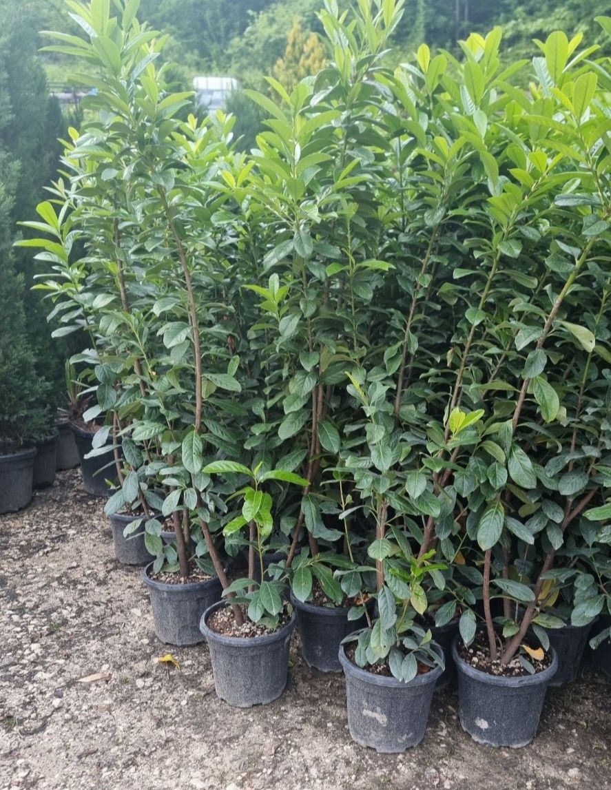 Katalpa photinia prunus lauceratus glicina măslin leylandi