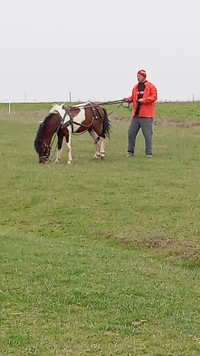 Ponei welsh talie mare