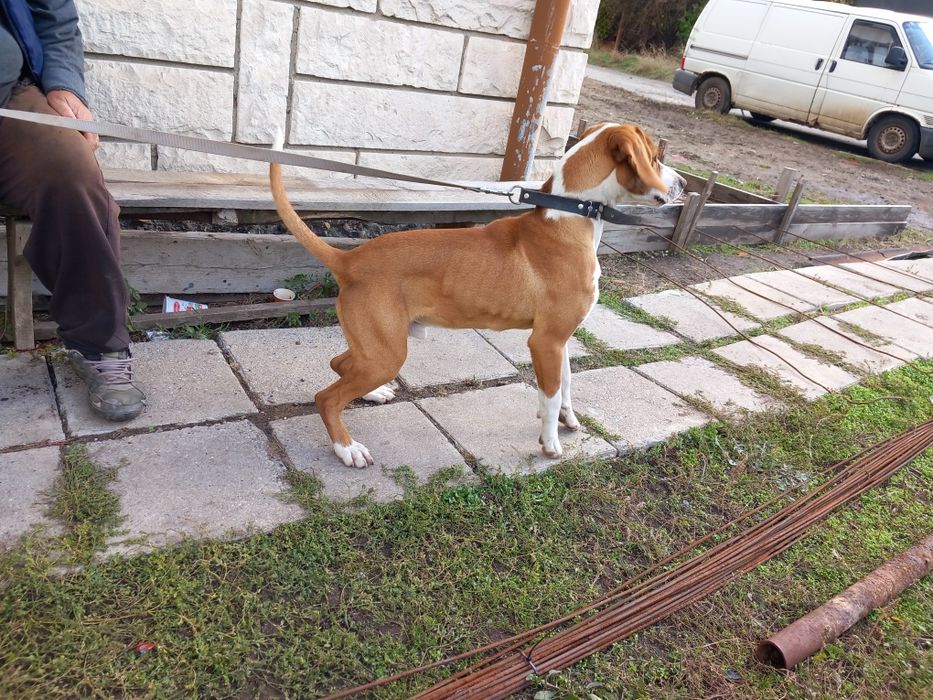 Сръбско Посавско гонче