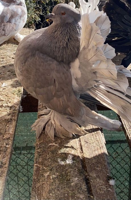 Vnd sau schimb voltati indieni  mondaini si iepurii