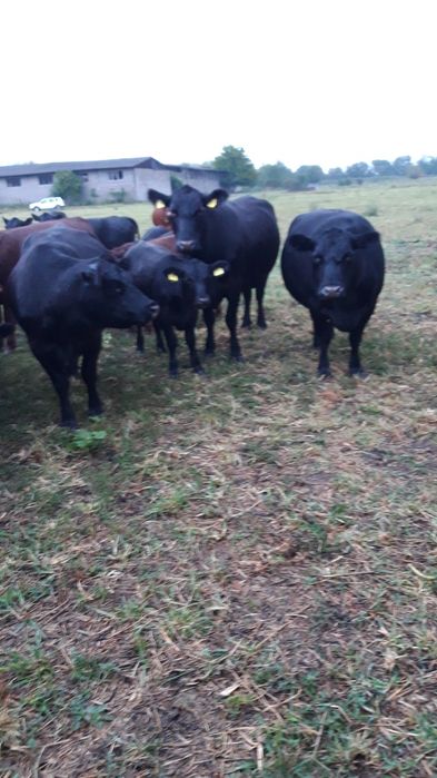 juninci   si vaci angus gestante