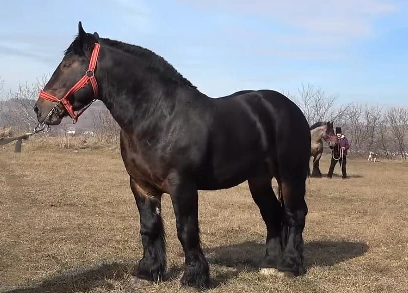 Armasari cu genetica pentru monta