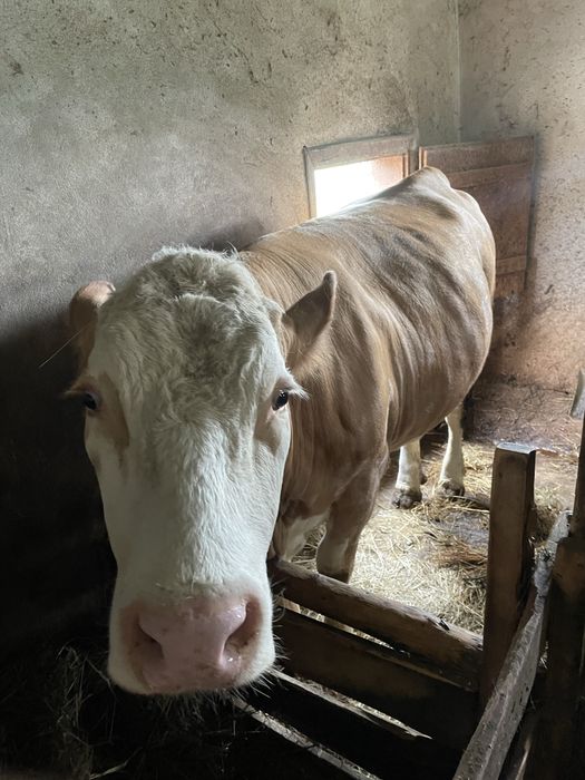 Vand juninca în varsta de 2 ani, gestanta in 8 luni
