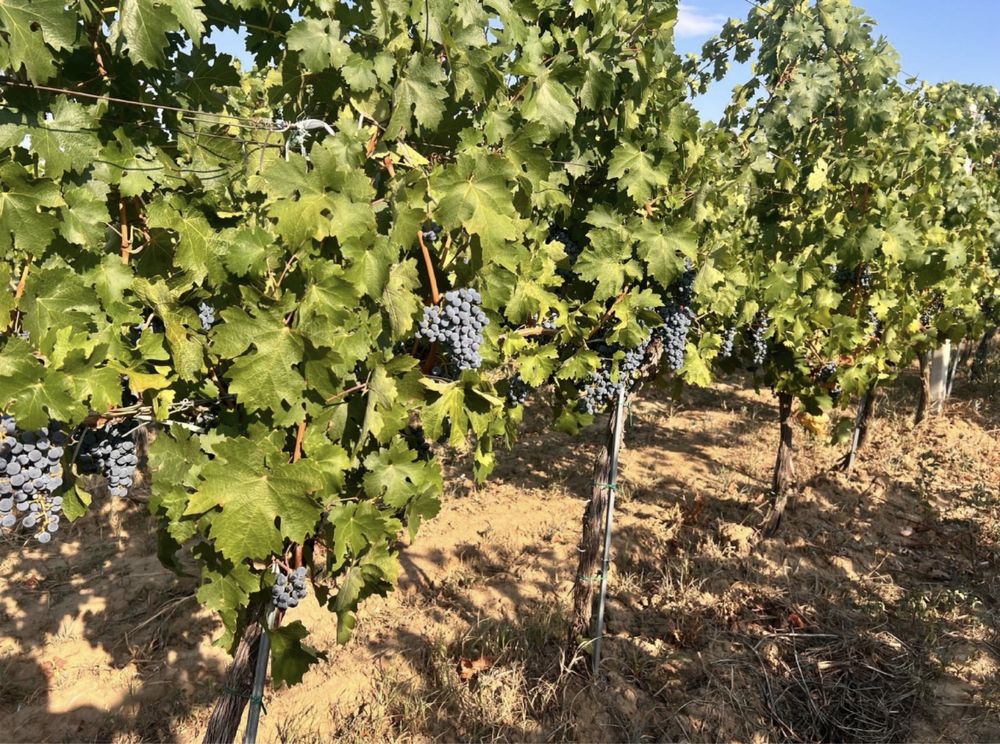 Vand struguri de vin Galati, Bucuresti,craiova,Iasi,bacau,vaslui,olt,
